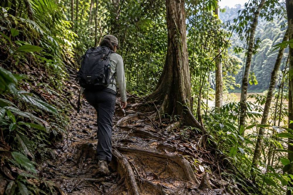 Jungle trekking trail in Taman Negara rainforest